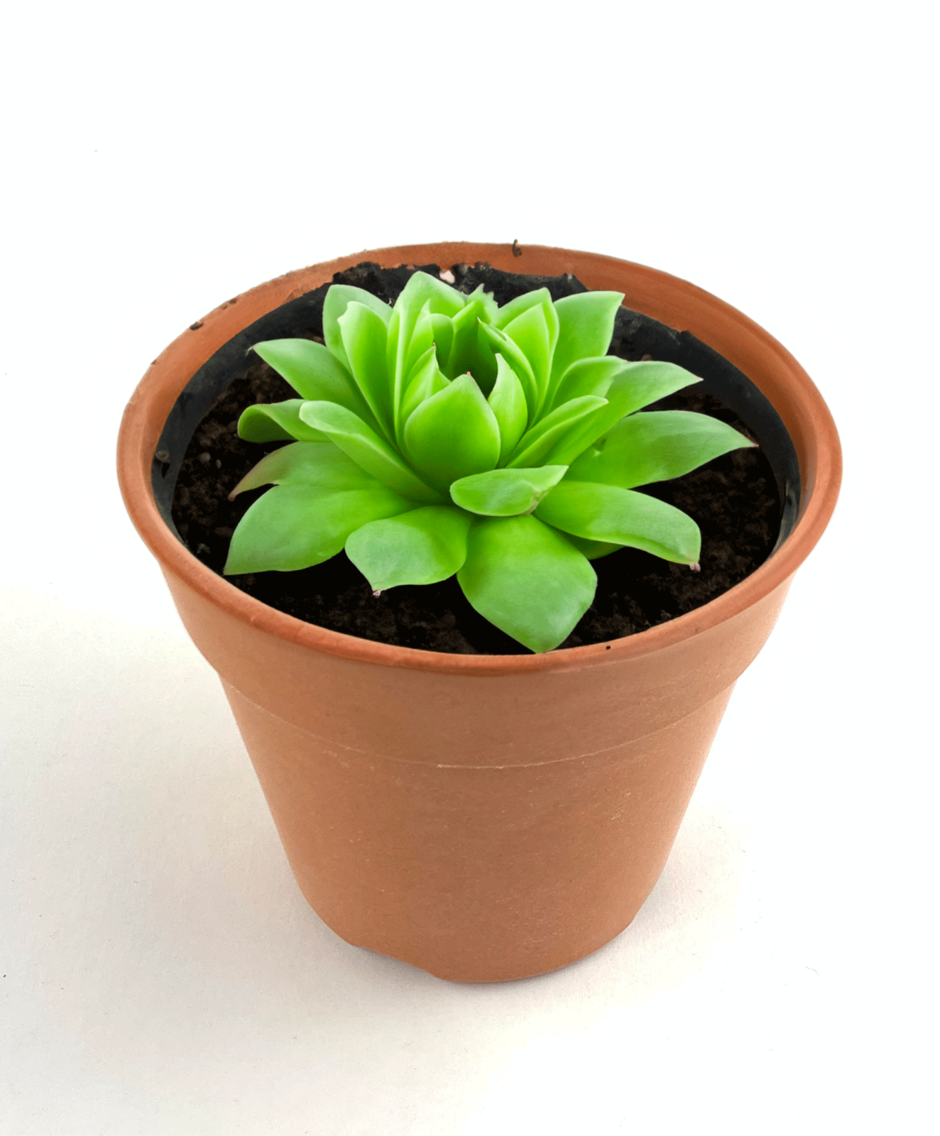 Plant Pots Terracotta Bamboo Packs 20 50 100 Eco-Friendly Garden Flowers Planter